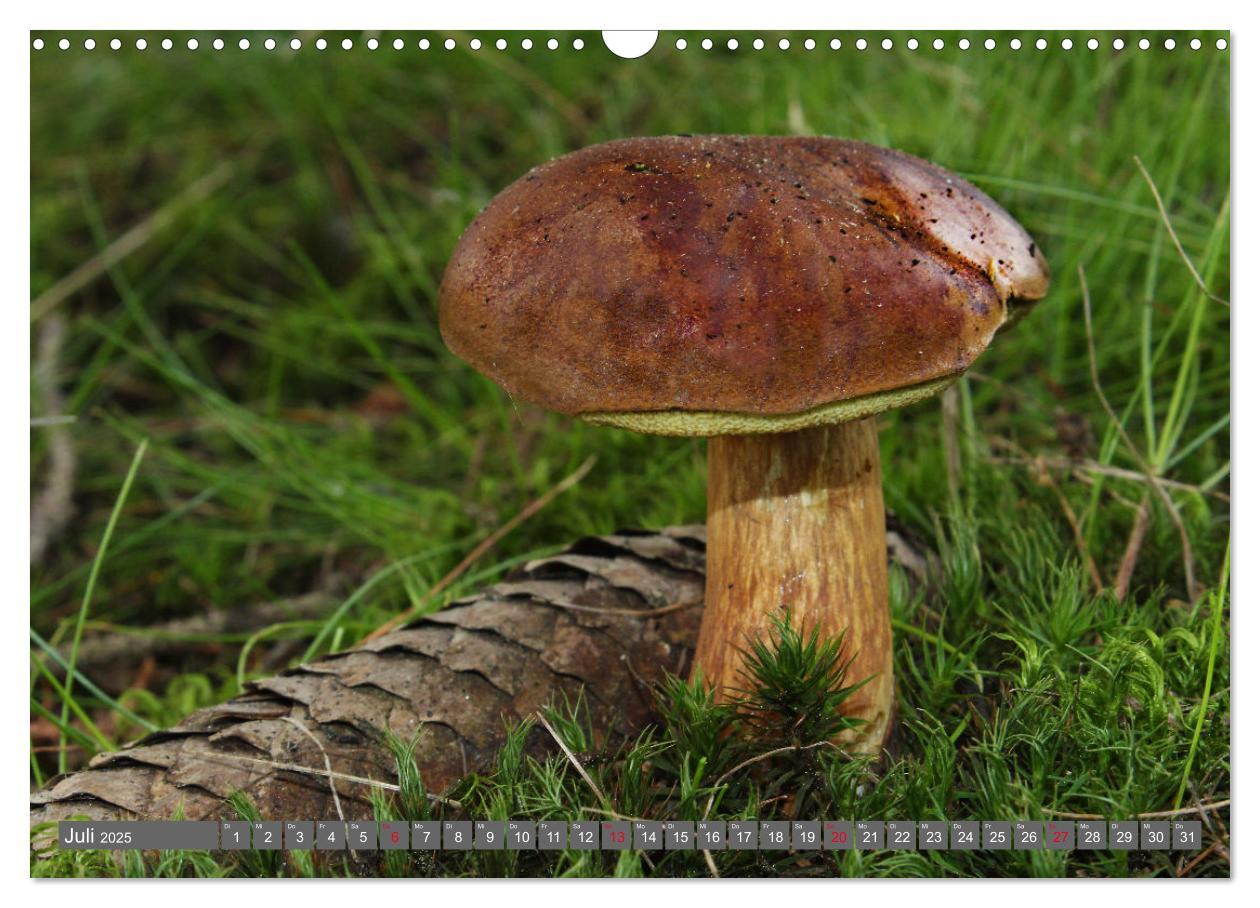 Bild: 9783435078646 | PILZE IM WALD (Wandkalender 2025 DIN A3 quer), CALVENDO Monatskalender