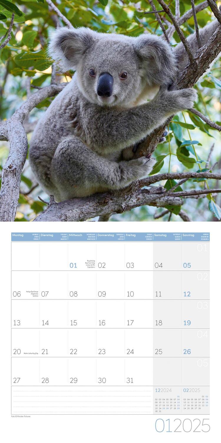 Bild: 9783838445229 | Koalas Kalender 2025 - 30x30 | Ackermann Kunstverlag | Kalender | 2025