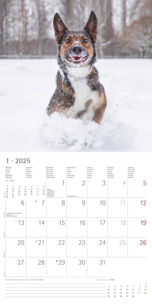 Bild: 4251732340810 | Alpha Edition - Funny Dogs 2025 Broschürenkalender, 30x30cm,...