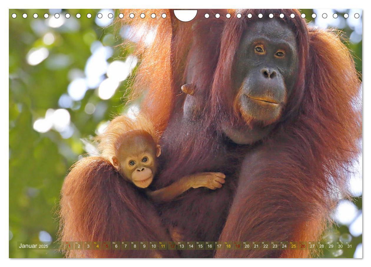 Bild: 9783435361915 | Waldmenschen - Orang Utans auf Borneo (Wandkalender 2025 DIN A4...