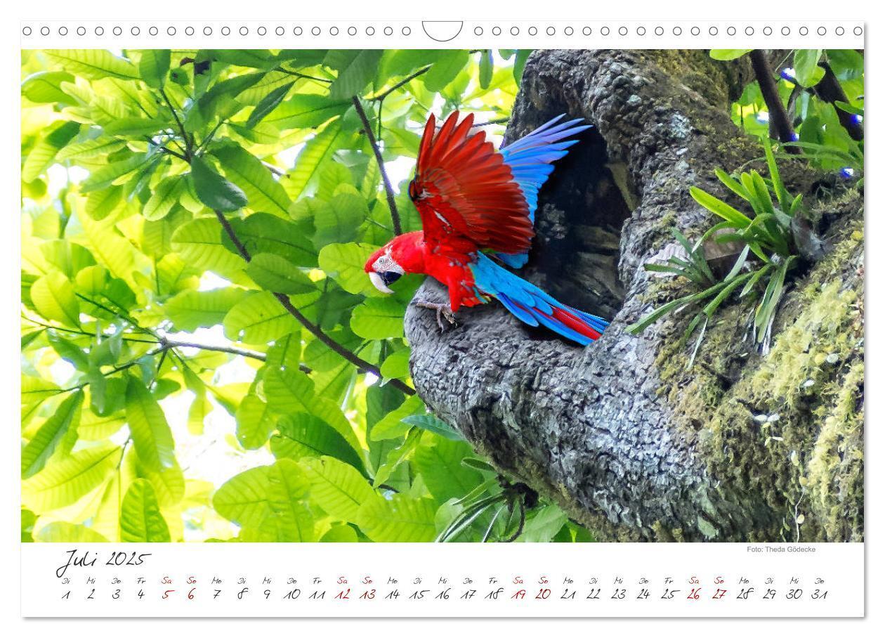 Bild: 9783435372492 | Natur pur, Costa Rica (Wandkalender 2025 DIN A3 quer), CALVENDO...