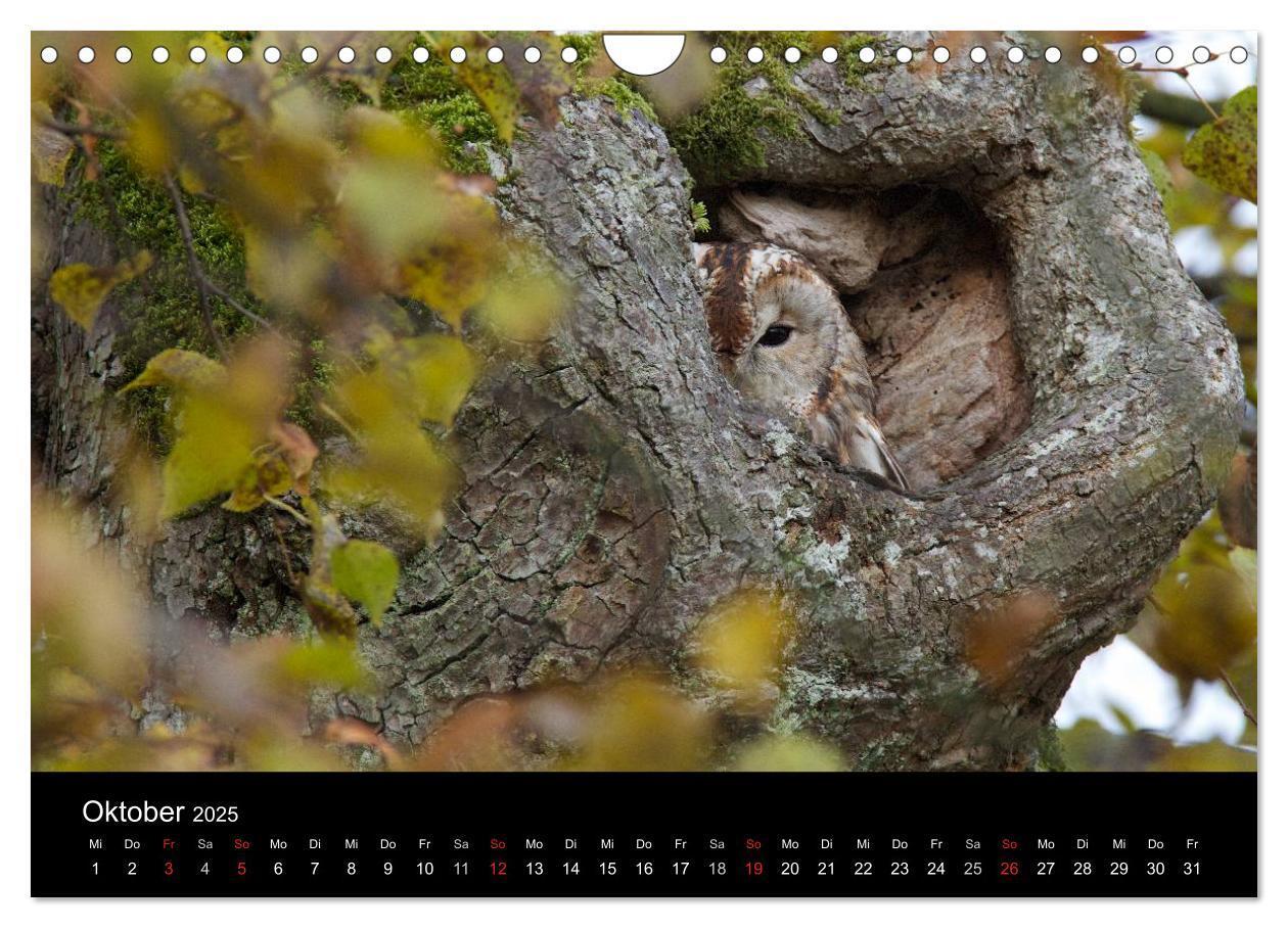 Bild: 9783435531264 | Waldkäuze, fotografiert in München (Wandkalender 2025 DIN A4 quer),...