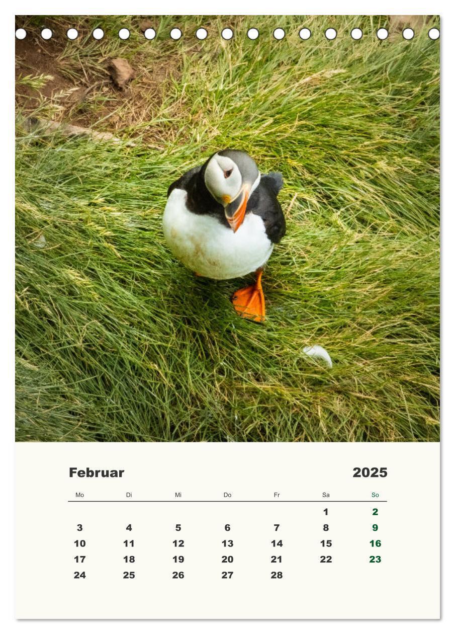 Bild: 9783435906314 | Papageientaucher in Island (Tischkalender 2025 DIN A5 hoch),...