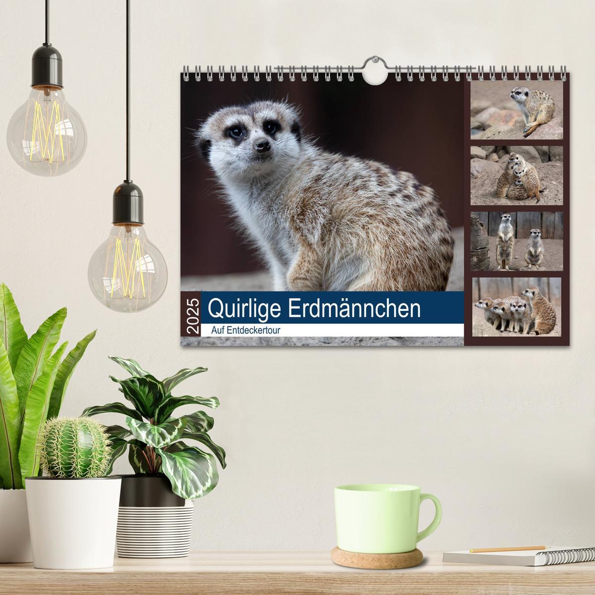 Bild: 9783435211548 | Quirlige Erdmännchen (Wandkalender 2025 DIN A4 quer), CALVENDO...