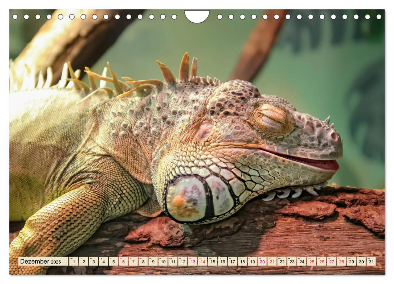 Bild: 9783435335930 | Wunderschöner Leguan (Wandkalender 2025 DIN A4 quer), CALVENDO...