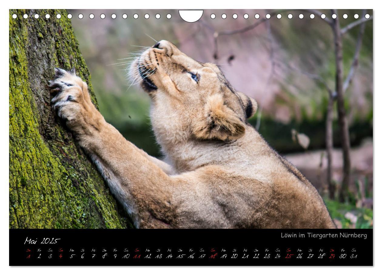 Bild: 9783435460953 | Tiergarten Nürnberg (Wandkalender 2025 DIN A4 quer), CALVENDO...