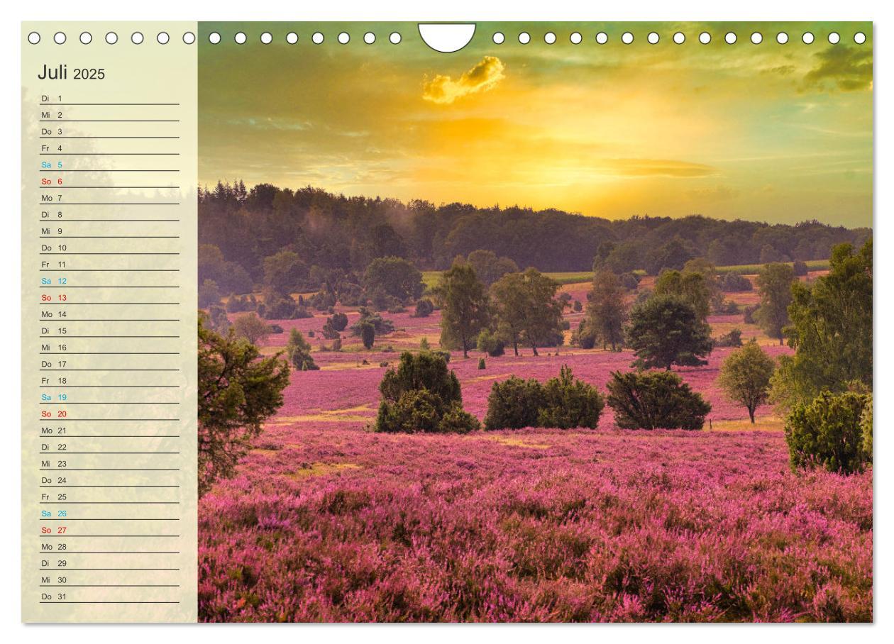 Bild: 9783435091973 | Die Heideblüte (Wandkalender 2025 DIN A4 quer), CALVENDO...