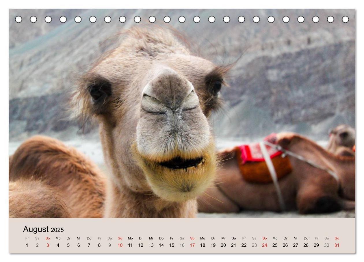 Bild: 9783435586639 | Kamel Porträt (Tischkalender 2025 DIN A5 quer), CALVENDO...