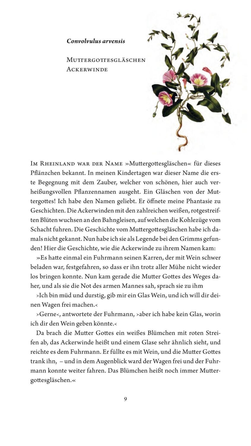 Bild: 9783887473297 | Jungfer im Grünen und Tausendgüldenkraut | Rosemarie Gebauer | Buch