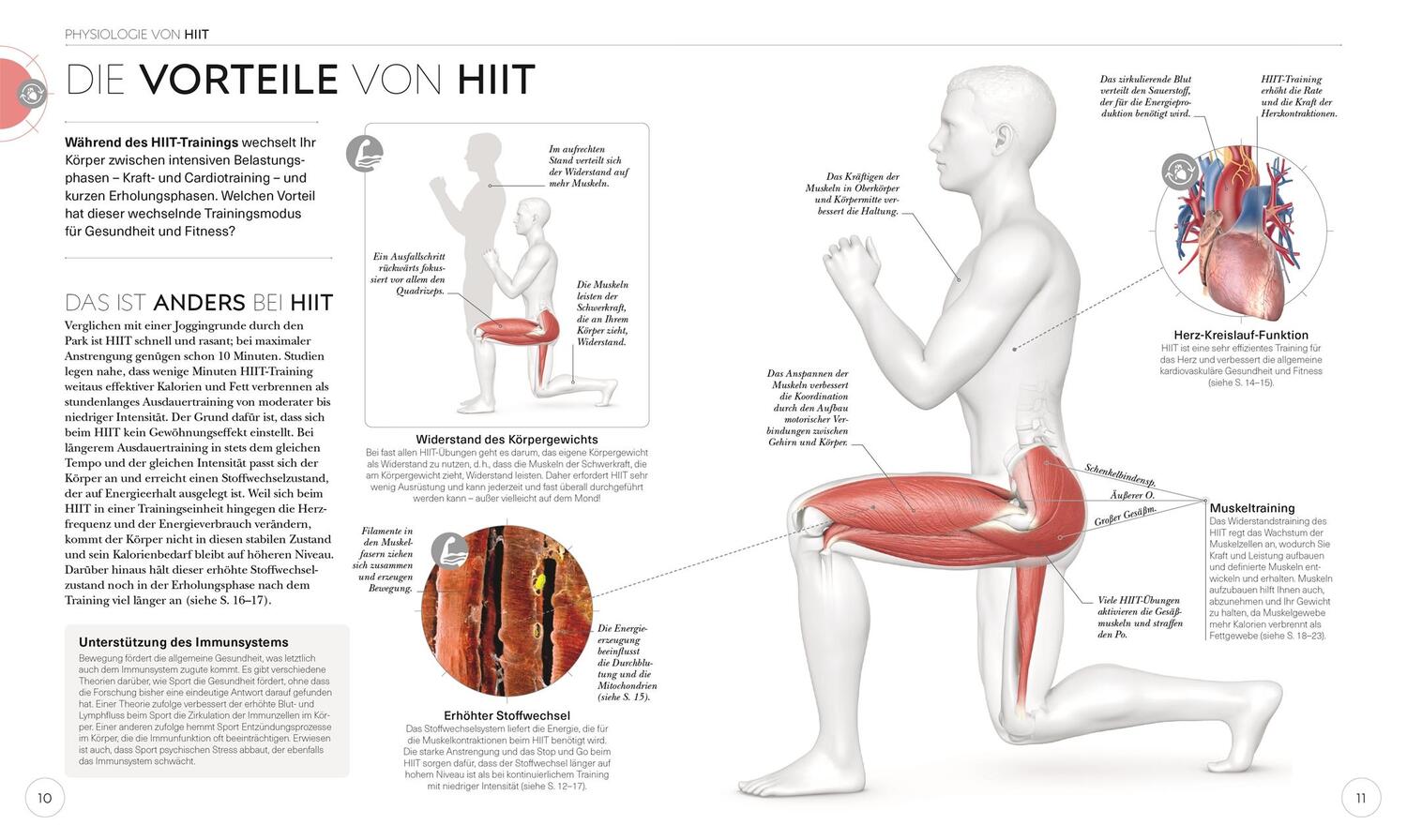 Bild: 9783831045303 | HIIT - Die Anatomie verstehen | Ingrid S. Clay | Taschenbuch | 224 S.