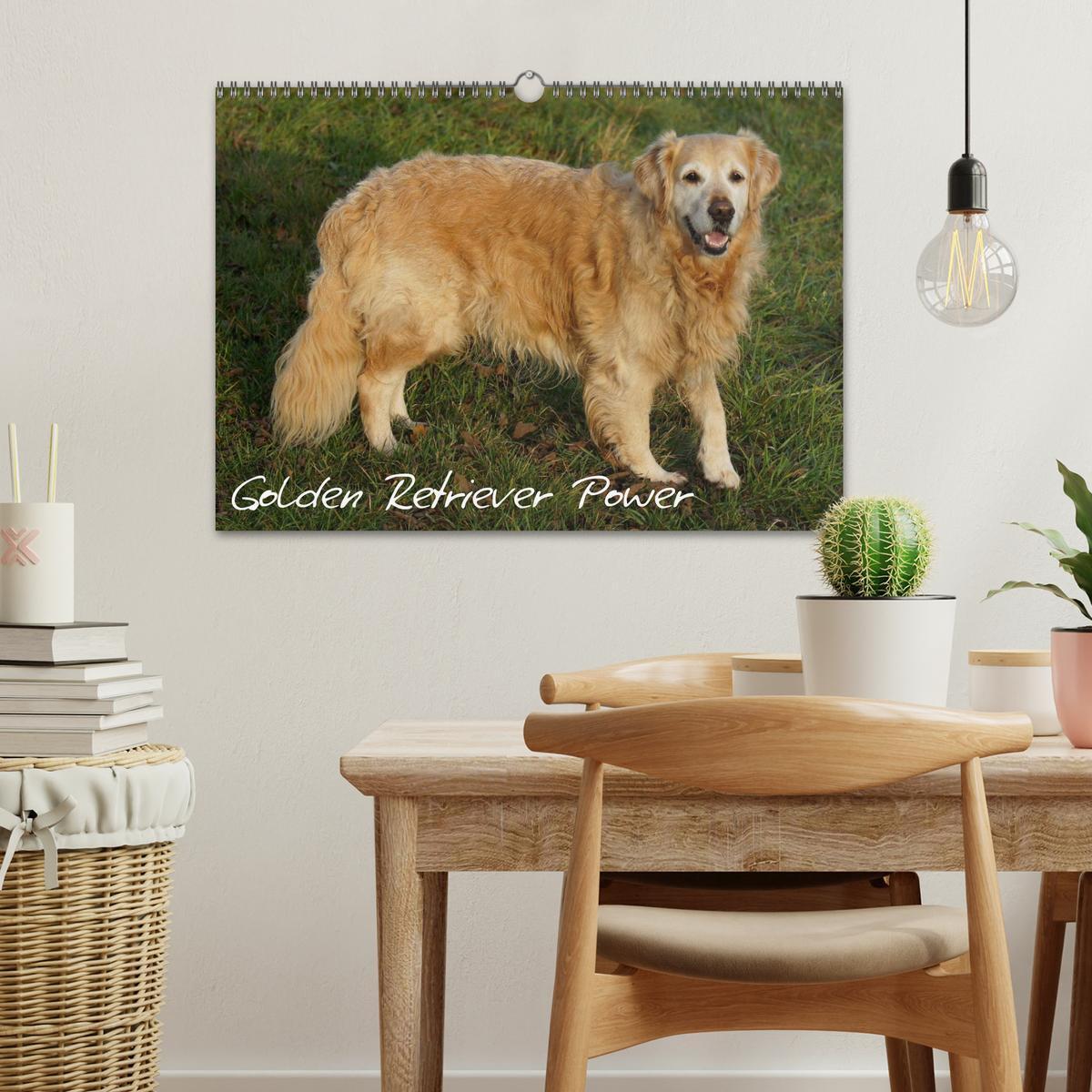 Bild: 9783435840663 | Golden Retriever Power (Wandkalender 2025 DIN A3 quer), CALVENDO...