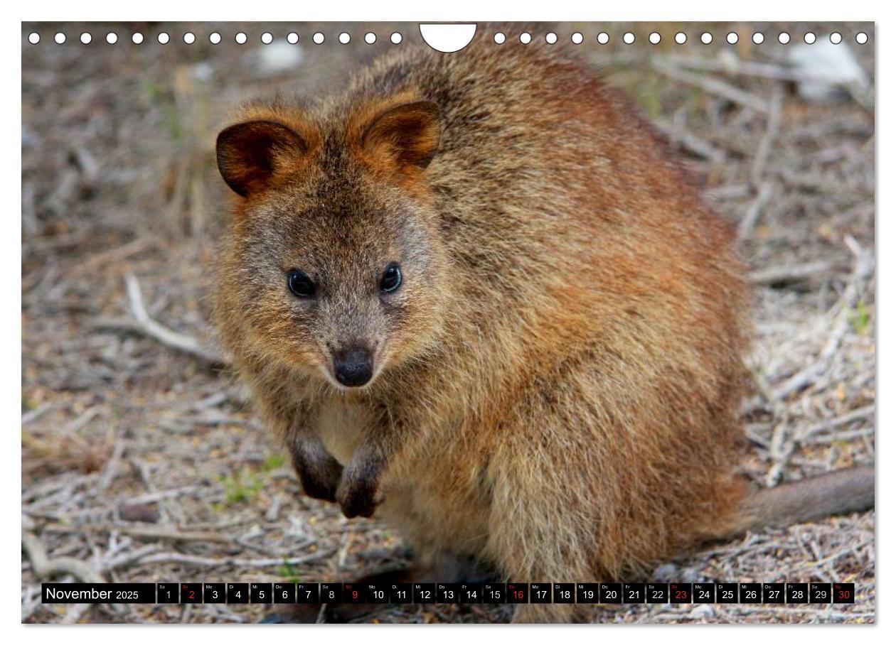 Bild: 9783435740550 | Australiens Tierwelt (Wandkalender 2025 DIN A4 quer), CALVENDO...