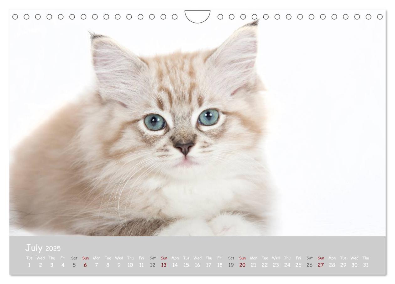 Bild: 9781325962532 | Amazing Ragdoll Kittens (Wall Calendar 2025 DIN A4 landscape),...