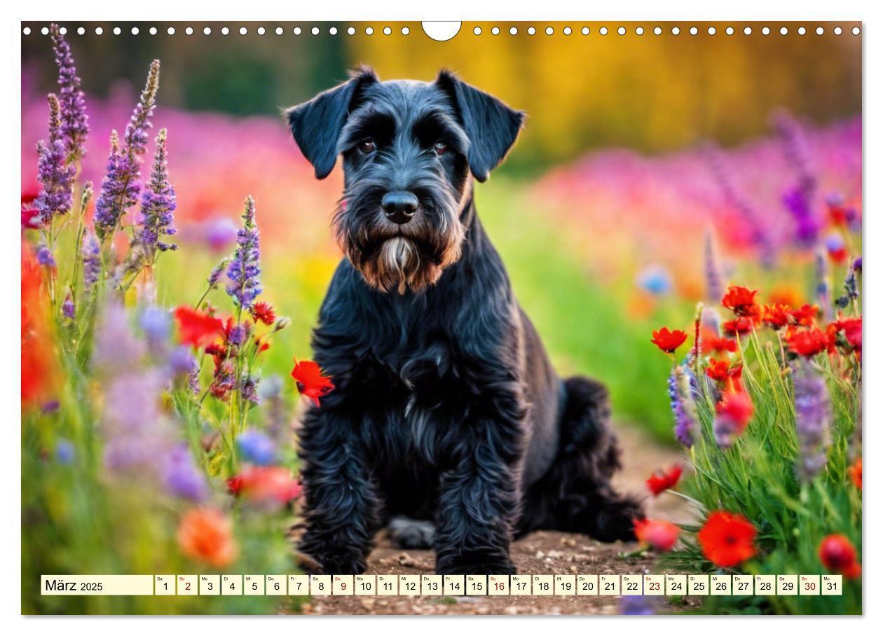 Bild: 9783457036914 | Schnauzer - vielseitige Allrounder (Wandkalender 2025 DIN A3 quer),...