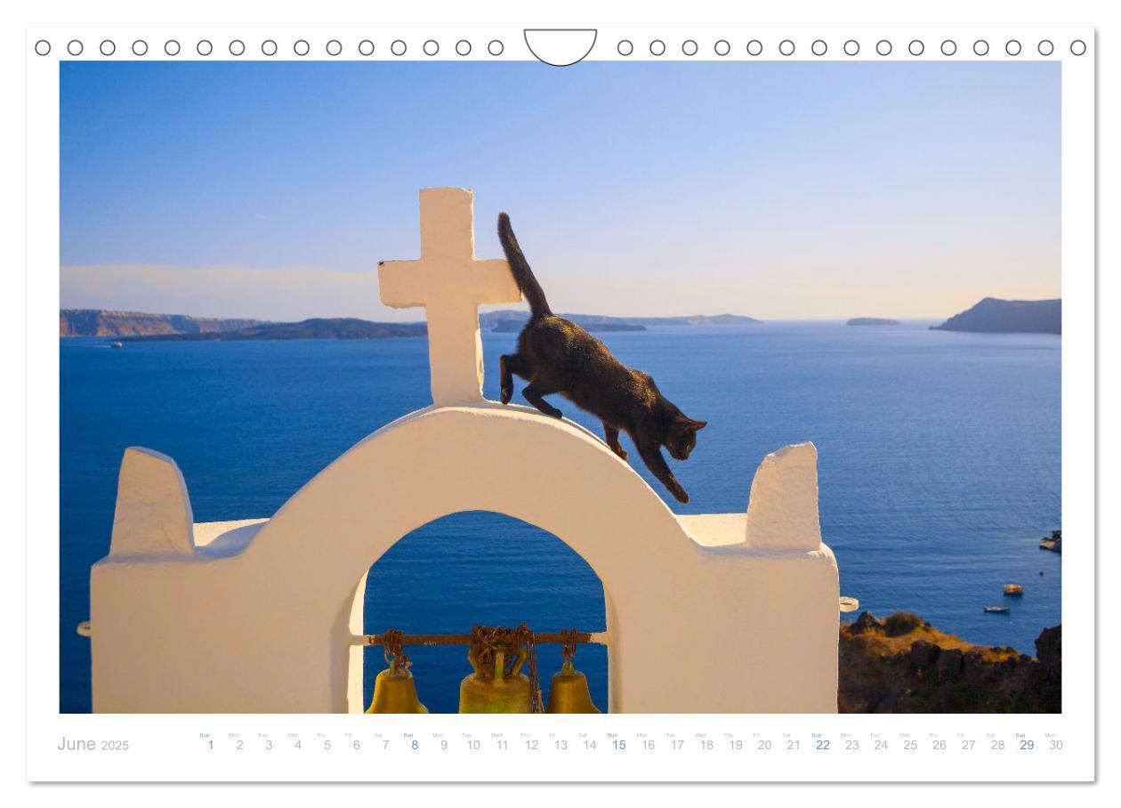 Bild: 9781325837526 | Cats of the Greek Islands (Wall Calendar 2025 DIN A4 landscape),...