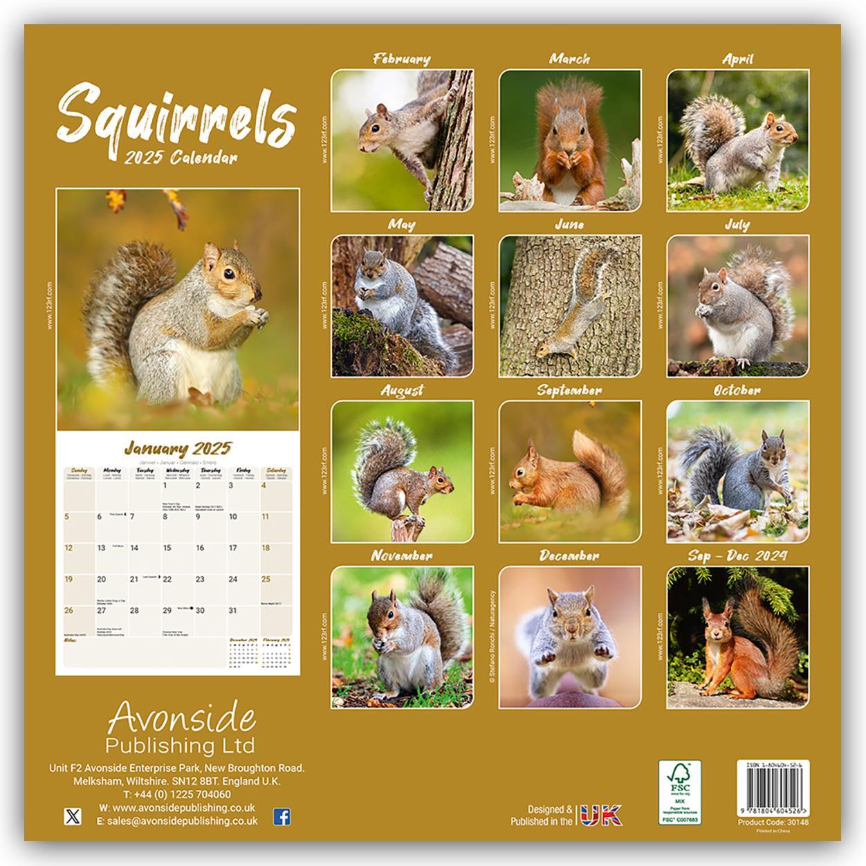 Rückseite: 9781804604526 | Squirrels - Eichhörnchen - Grauhörnchen 2025 - 16-Monatskalender | Ltd