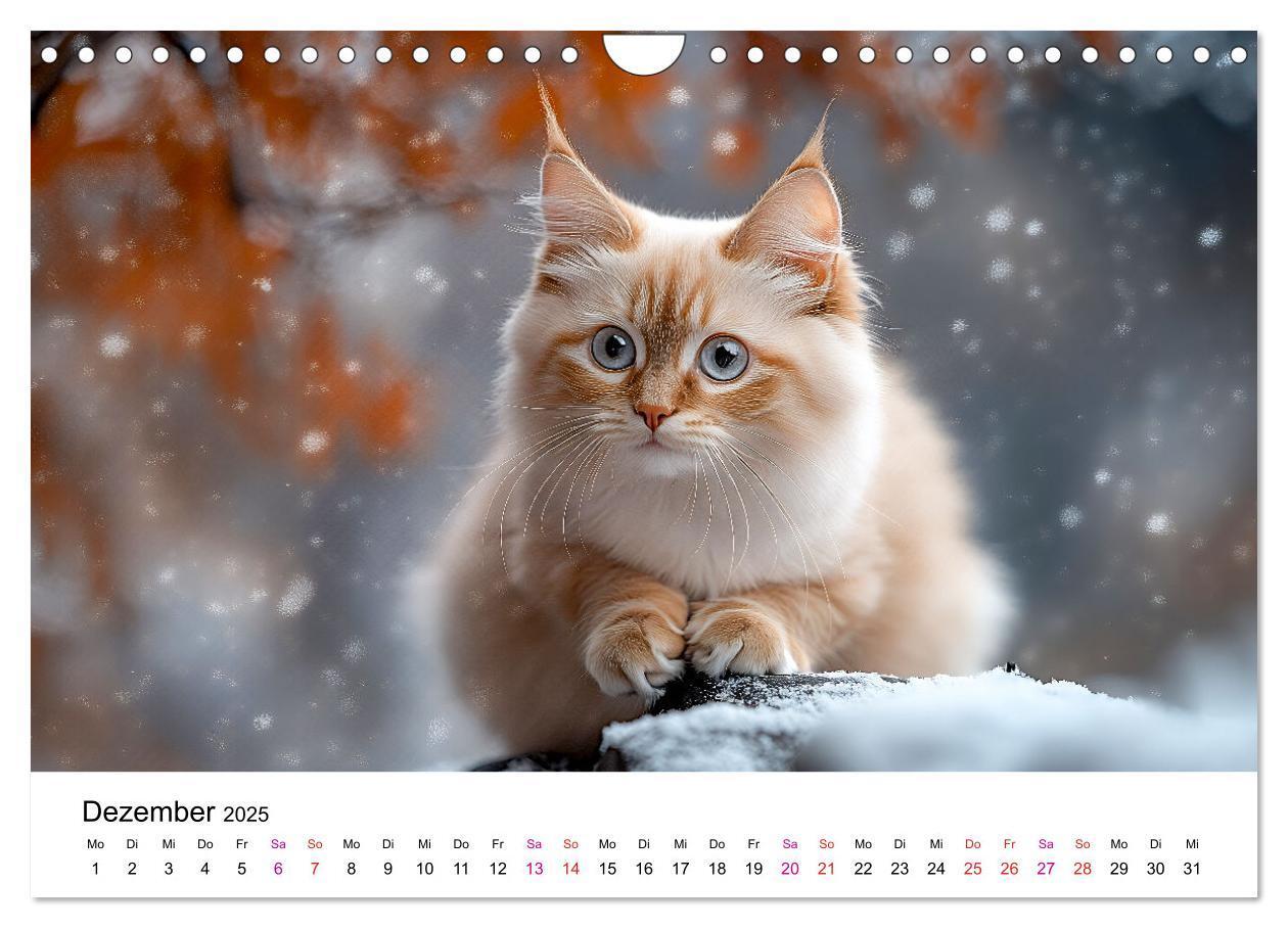 Bild: 9783457218242 | Katzenzauber - Samtpfoten im Jahreslauf (Wandkalender 2025 DIN A4...