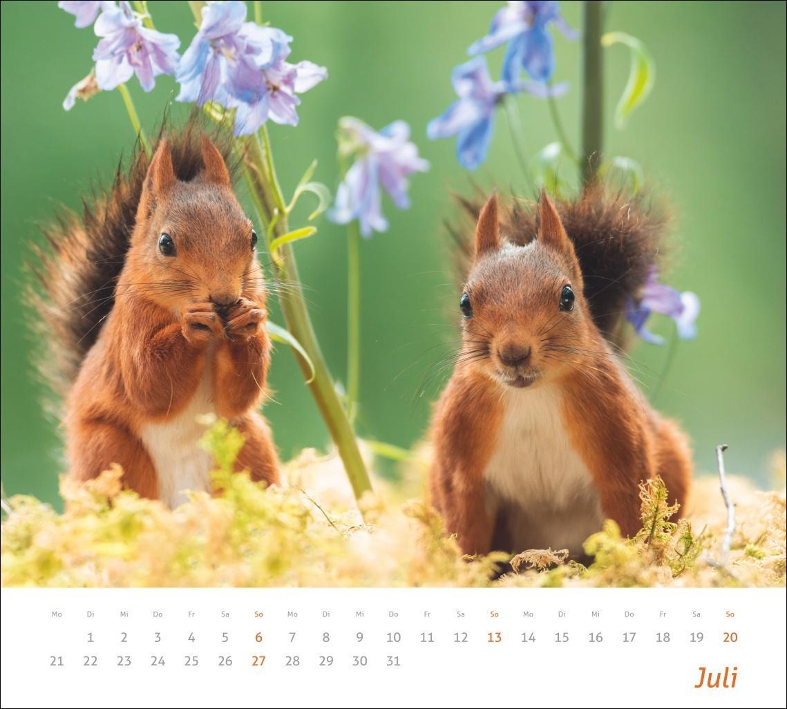 Bild: 9783756406869 | Eichhörnchen Bildkalender 2025 | Kalender | times&amp;more Kalender Heye