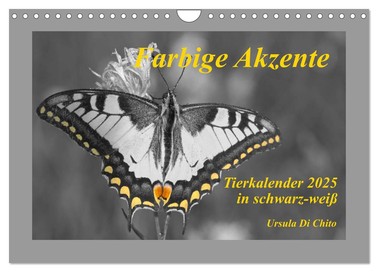 Cover: 9783435763207 | Farbige Akzente - Tierkalender 2025 in schwarz-weiß (Wandkalender...