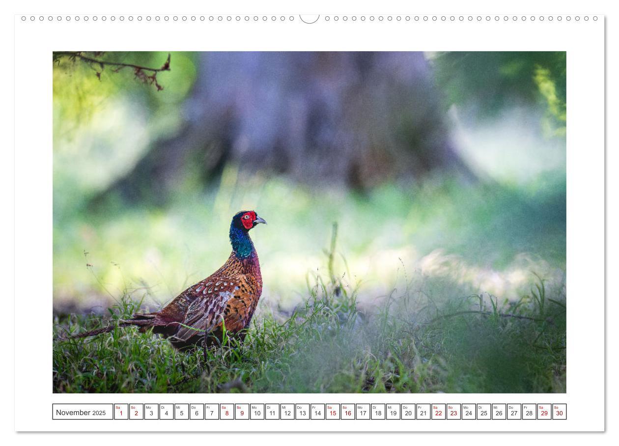 Bild: 9783383864391 | Lolland - Harmonie von Mensch und Natur (Wandkalender 2025 DIN A2...