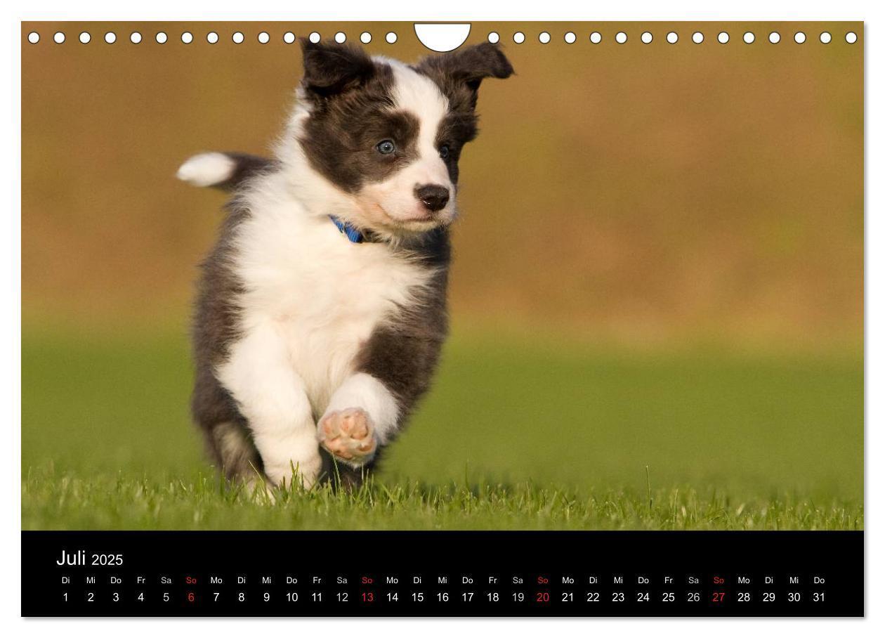 Bild: 9783435834389 | Hundewelpen (Wandkalender 2025 DIN A4 quer), CALVENDO Monatskalender