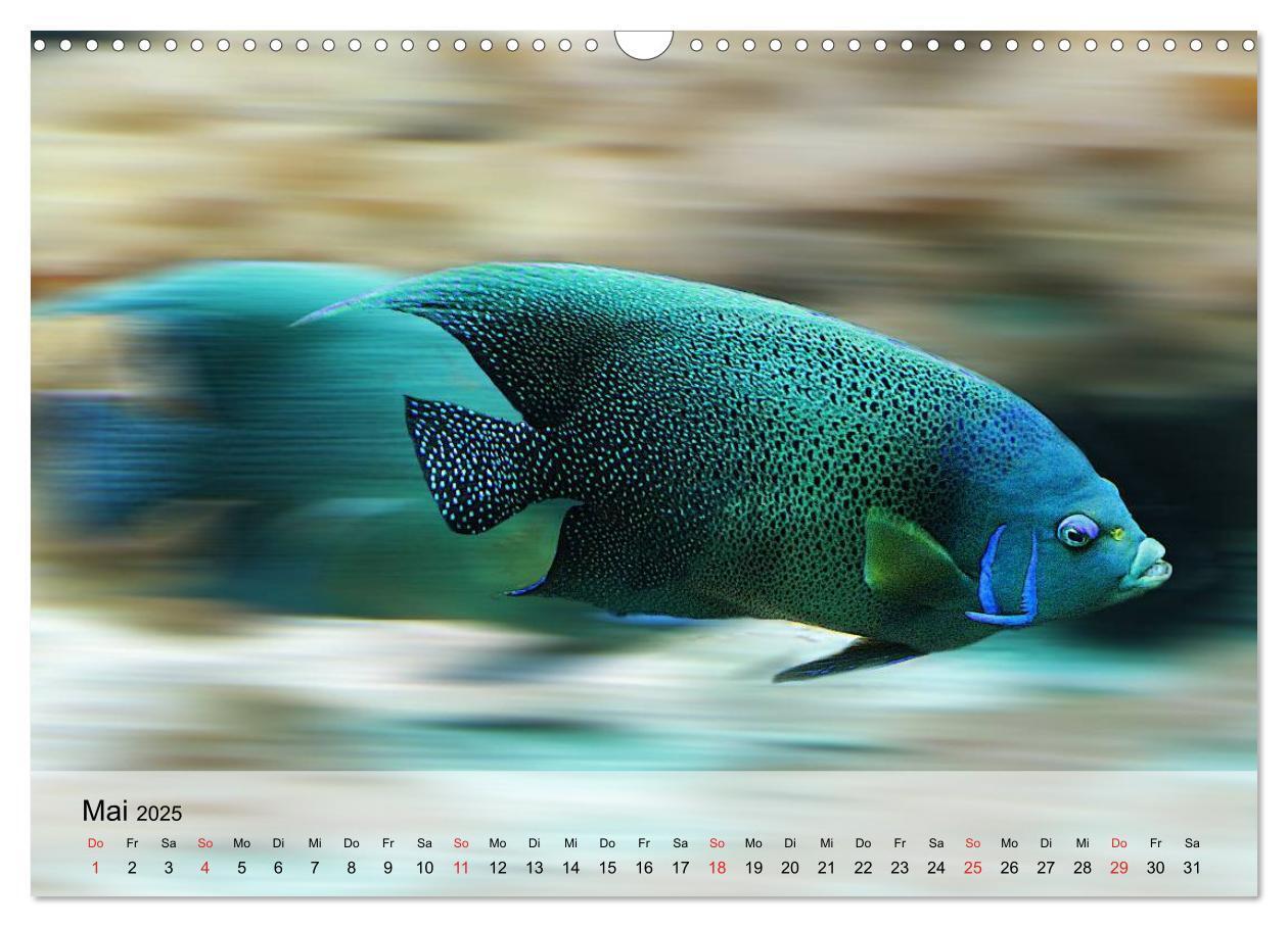 Bild: 9783435590445 | Knallbunte Wasserwelt. Die Welt der Fische (Wandkalender 2025 DIN...