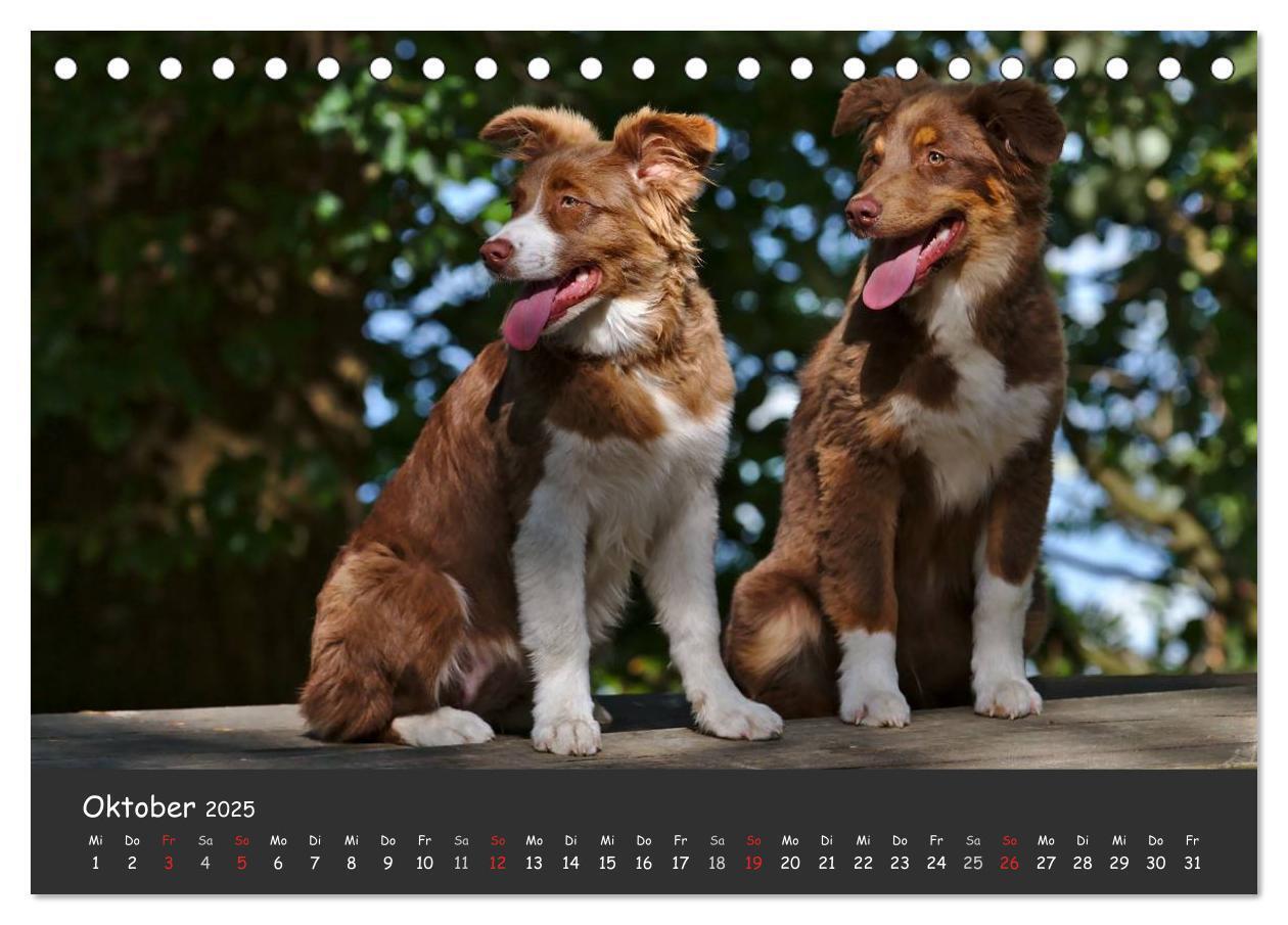 Bild: 9783435581344 | Australian Shepherd - Augenblicke (Tischkalender 2025 DIN A5 quer),...