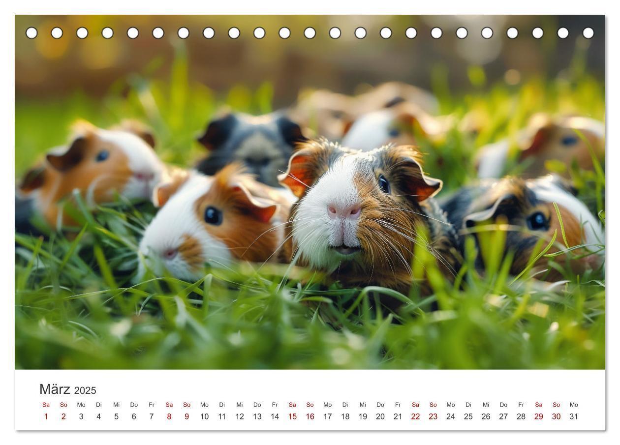 Bild: 9783383812378 | Wuschelbande - Ein Jahr voller Meerschweinchen (Tischkalender 2025...