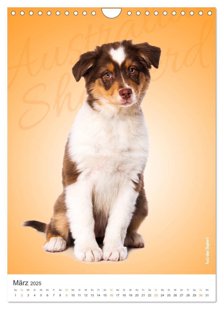 Bild: 9783435969197 | Kunterbunte Hundewelpen (Wandkalender 2025 DIN A4 hoch), CALVENDO...