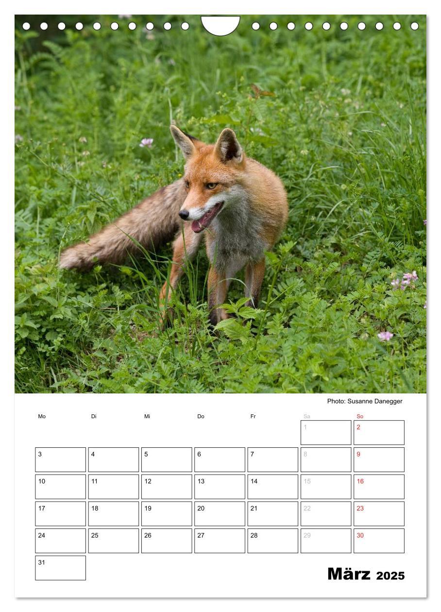 Bild: 9783457087008 | Rotfuchs - Impressionen (Wandkalender 2025 DIN A4 hoch), CALVENDO...