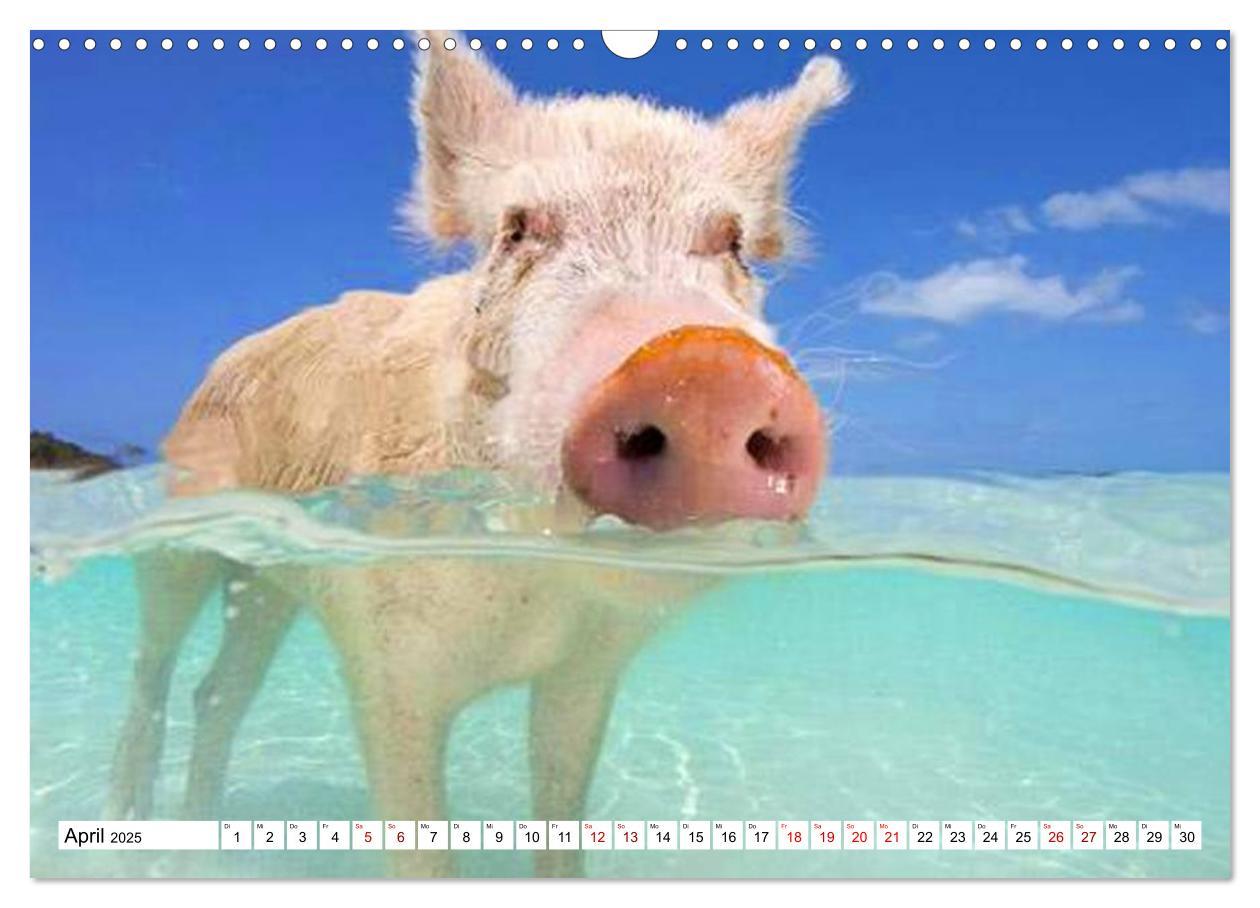 Bild: 9783435421169 | Schweine im Dauerurlaub auf den Bahamas! (Wandkalender 2025 DIN A3...