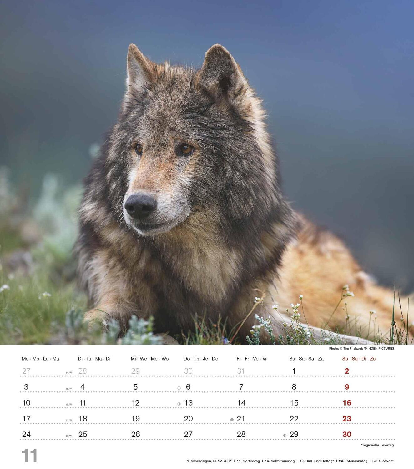 Bild: 4251732342166 | Mythos Wolf 2025 - Foto-Kalender - Wand-Kalender - 30x34 | Wild Wolves