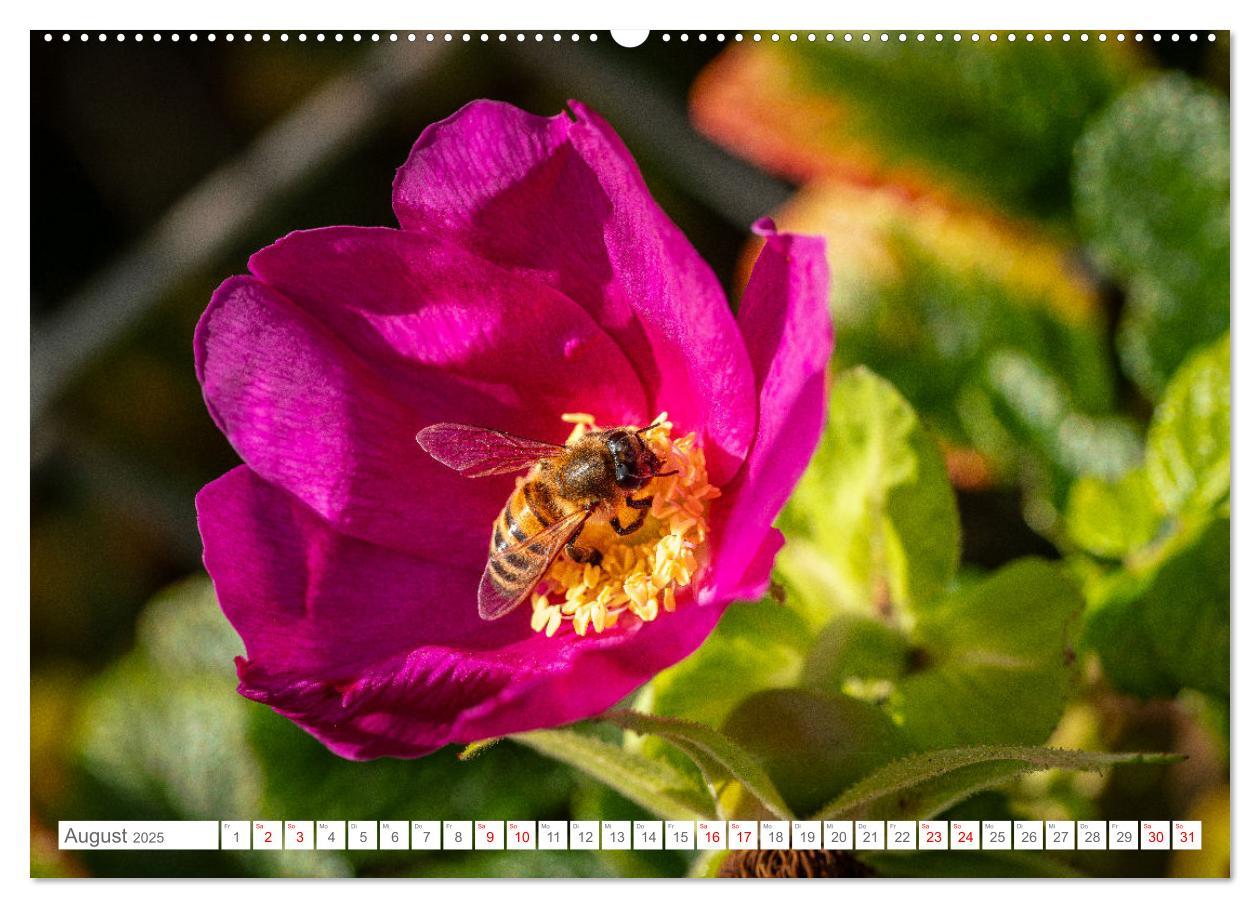 Bild: 9783383844560 | Naturerlebnis Rømø (Wandkalender 2025 DIN A2 quer), CALVENDO...