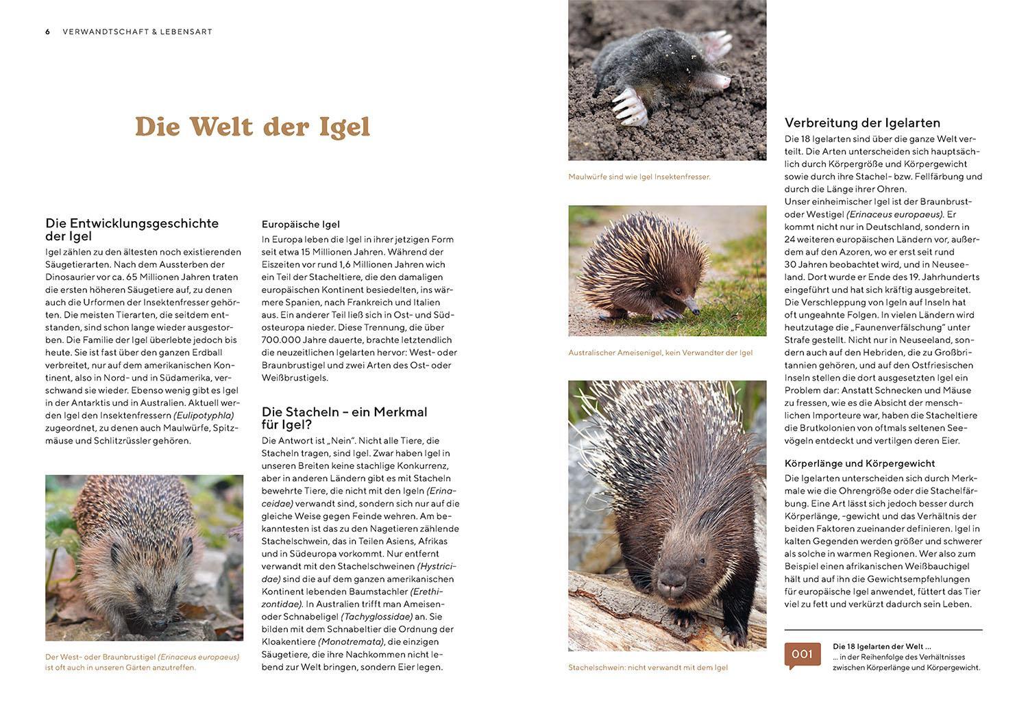 Bild: 9783440176573 | Igel im Garten | Monika Neumeier | Taschenbuch | 96 S. | Deutsch