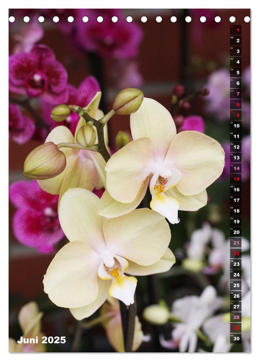 Bild: 9783435882557 | Freude an Orchideen (Tischkalender 2025 DIN A5 hoch), CALVENDO...