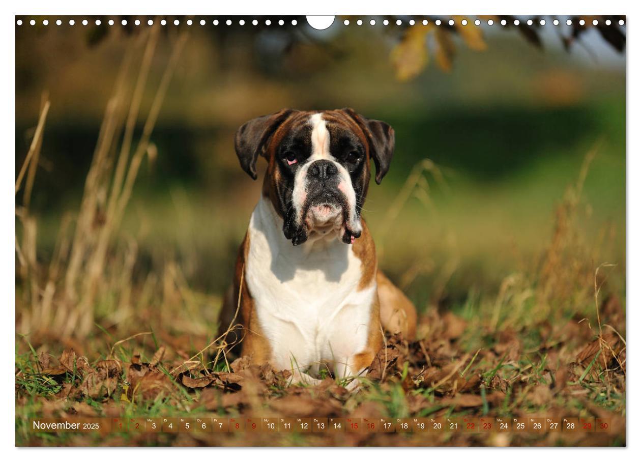 Bild: 9783435411849 | Gut - besser - Boxer (Wandkalender 2025 DIN A3 quer), CALVENDO...