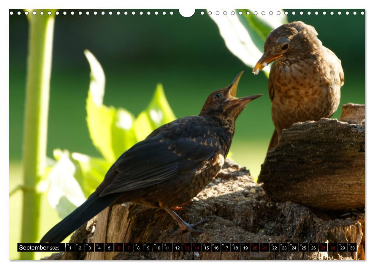 Bild: 9783435028894 | Vogelkinder - Junge Wildvögel (Wandkalender 2025 DIN A3 quer),...