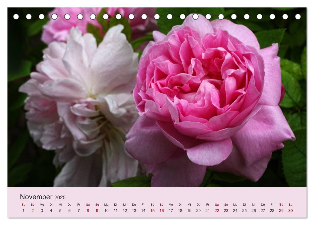 Bild: 9783435452309 | Rosen Reigen im Garten (Tischkalender 2025 DIN A5 quer), CALVENDO...