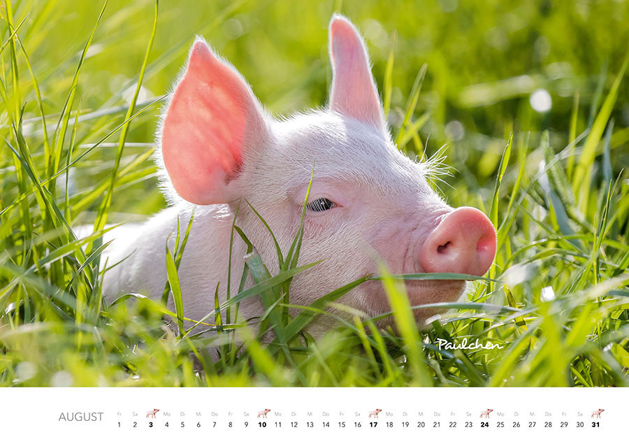 Bild: 9783966648349 | Tierkinder auf dem Bauernhof Kalender 2025 | J.-L. Klein (u. a.)