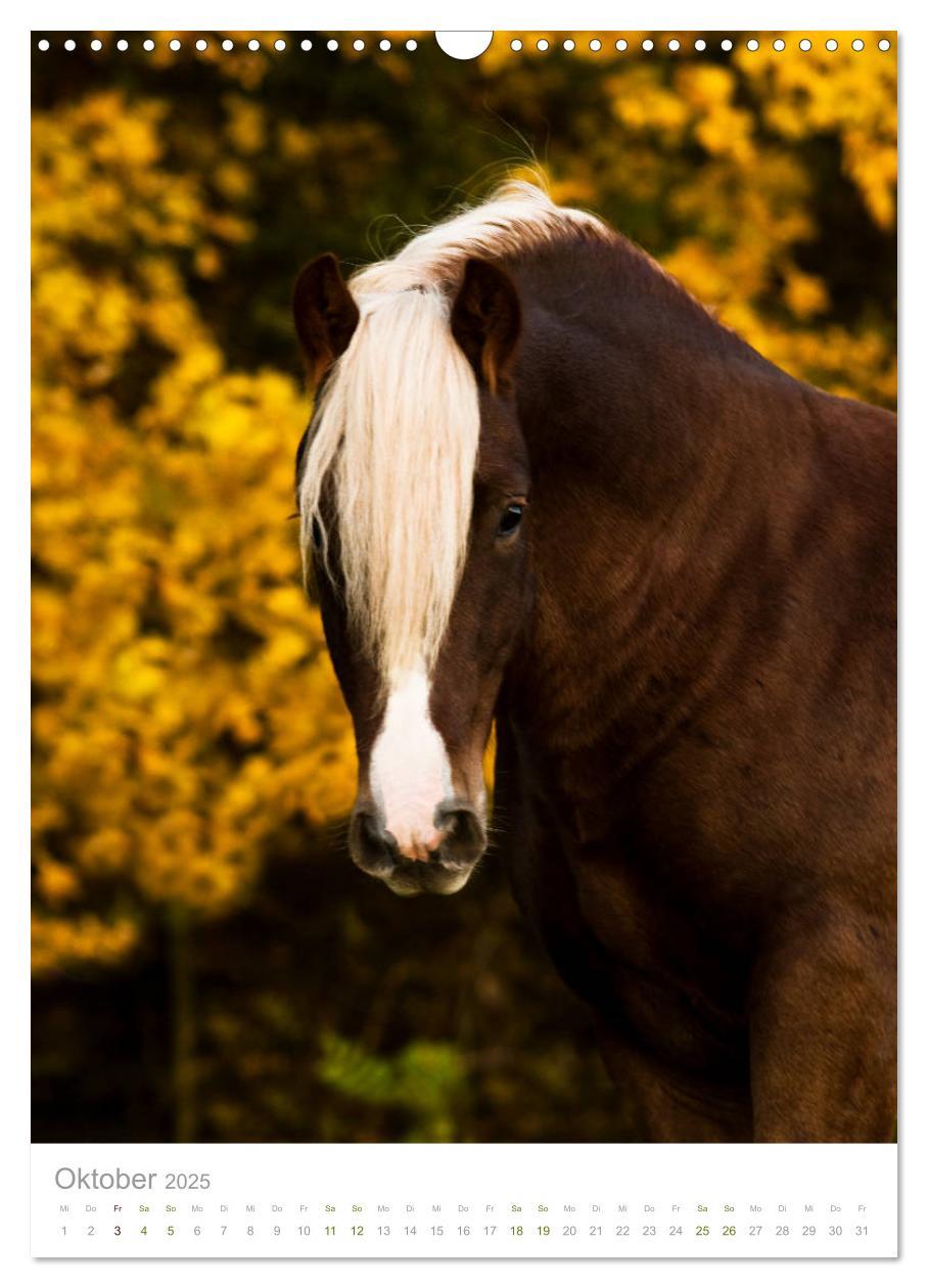 Bild: 9783435980871 | Schwarzwälder Kaltblut Pferde im Portrait (Wandkalender 2025 DIN A3...