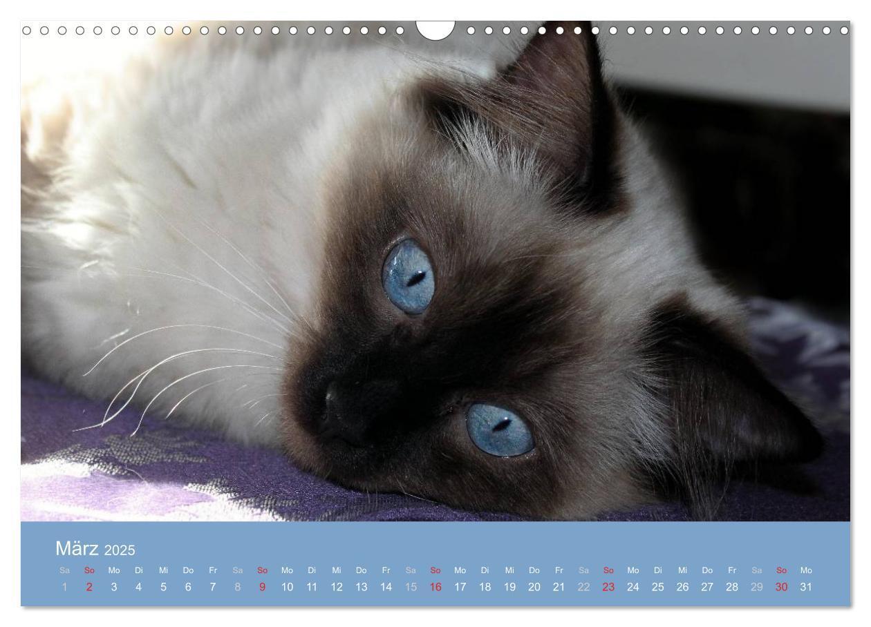 Bild: 9783435745548 | Engel auf 4 Pfoten - Ragdolls 2025 (Wandkalender 2025 DIN A3 quer),...