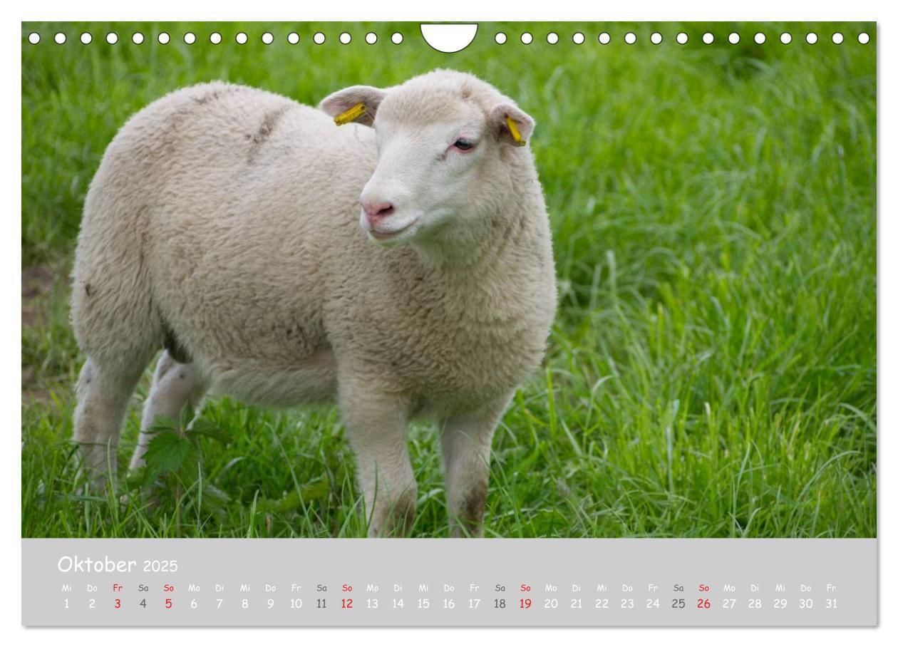 Bild: 9783435524099 | Ganz schön Schaf (Wandkalender 2025 DIN A4 quer), CALVENDO...