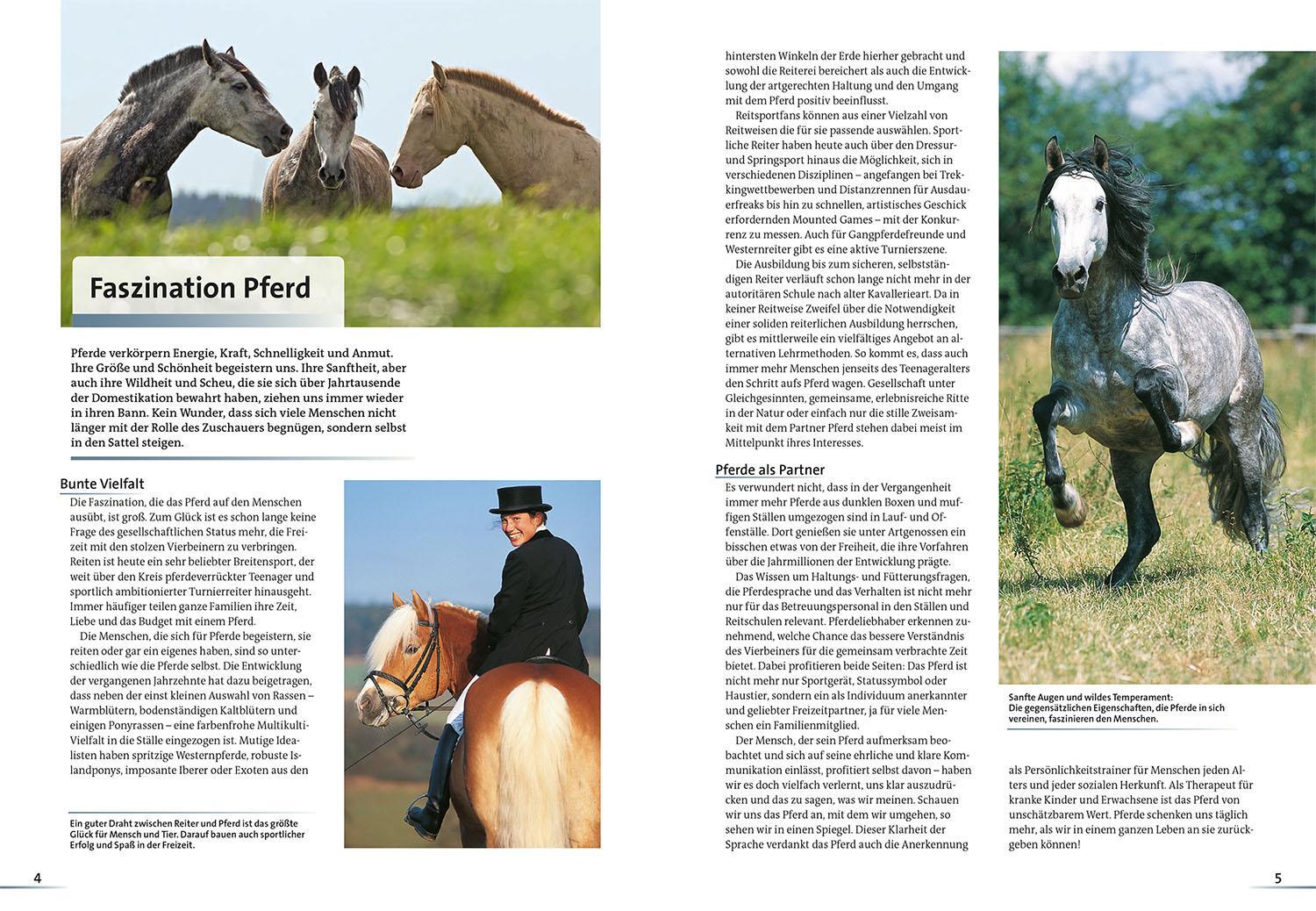 Bild: 9783440181676 | Alles über Pferde | Reiten, Haltung, Rassen | Ulrike Amler | Buch