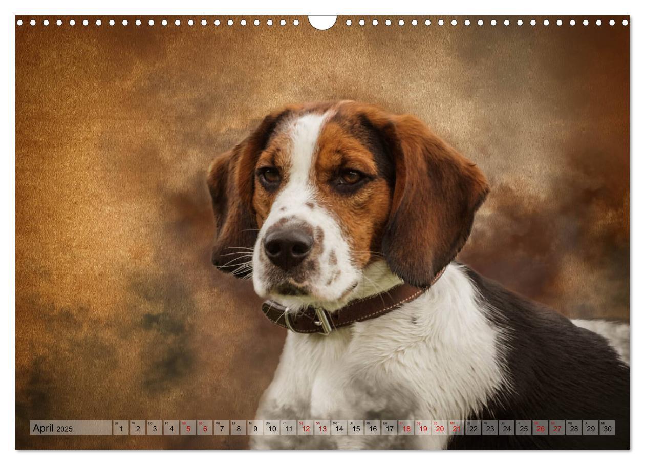 Bild: 9783435293933 | Jagdhunde im Portrait (Wandkalender 2025 DIN A3 quer), CALVENDO...