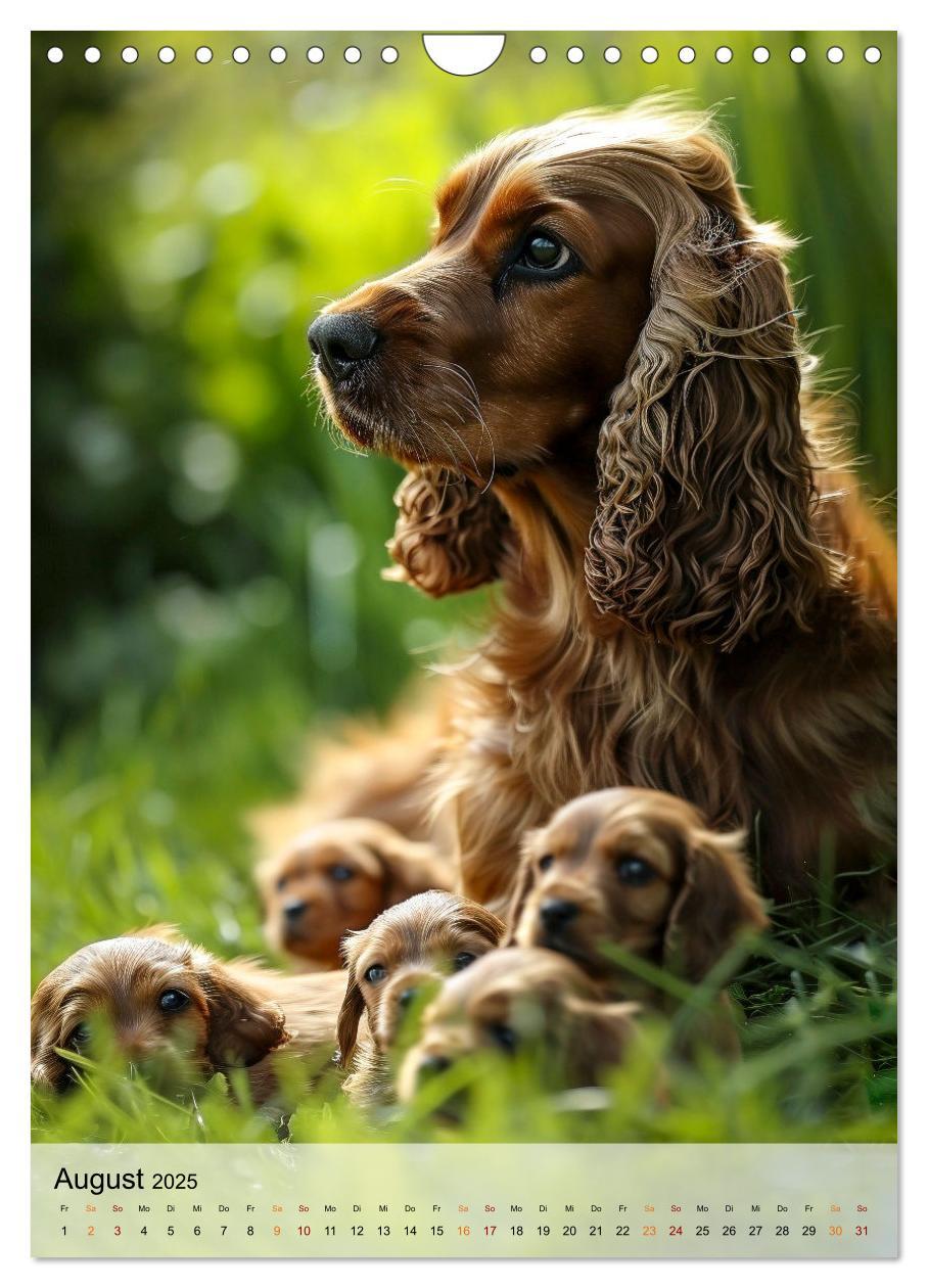 Bild: 9783383765322 | Cocker Spaniel - ein Hund für die Familie (Wandkalender 2025 DIN A4...