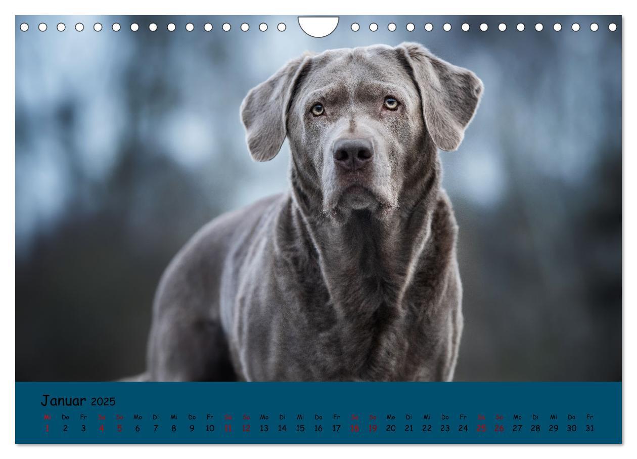 Bild: 9783383960611 | Labrador Retriever - Vielfalt auf Vier Pfoten (Wandkalender 2025...