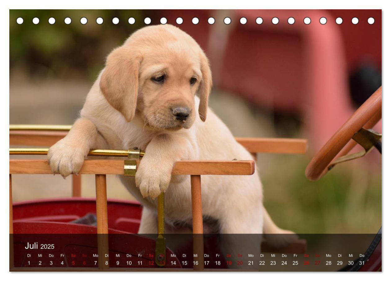 Bild: 9783435453672 | Labrador Retriever Welpen (Tischkalender 2025 DIN A5 quer),...