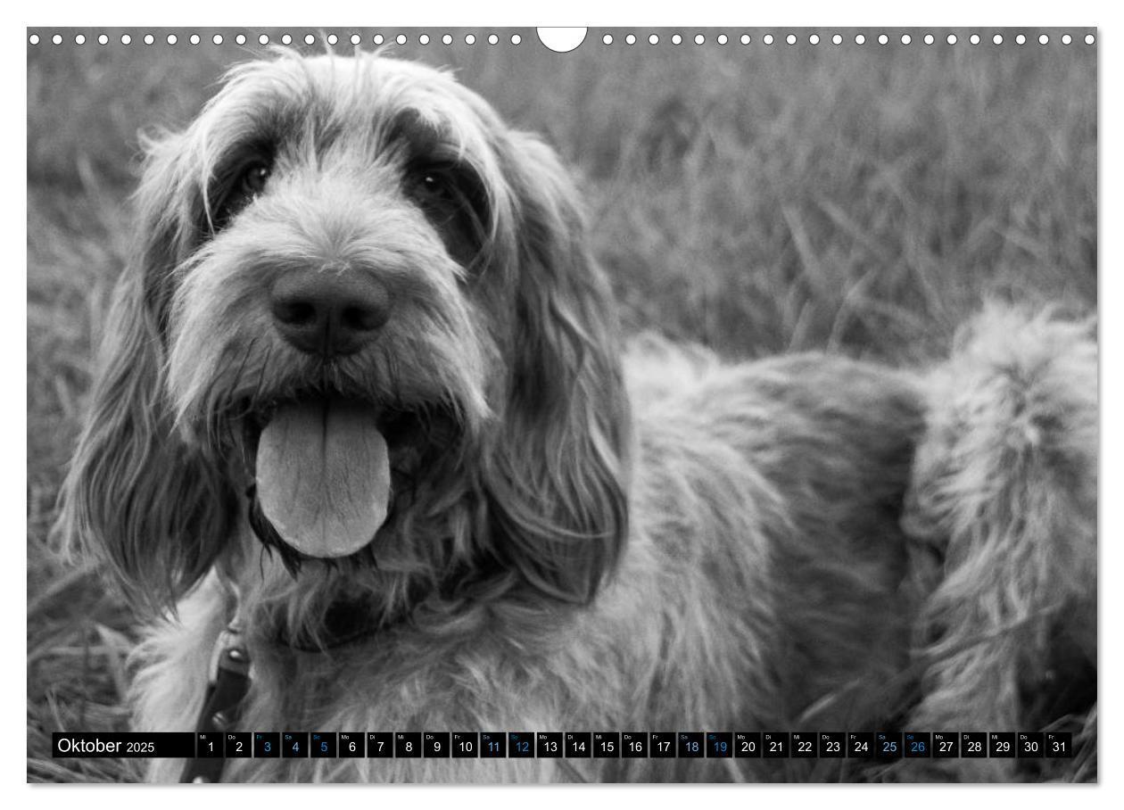 Bild: 9783435629510 | Carissimo Spinone Italiano (Wandkalender 2025 DIN A3 quer),...