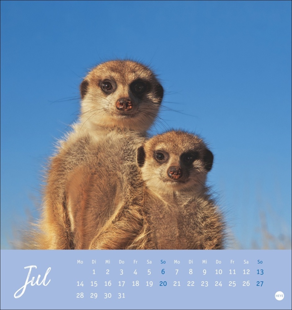 Bild: 9783756407163 | Erdmännchen Postkartenkalender 2025 | Kalender | Spiralbindung | 13 S.