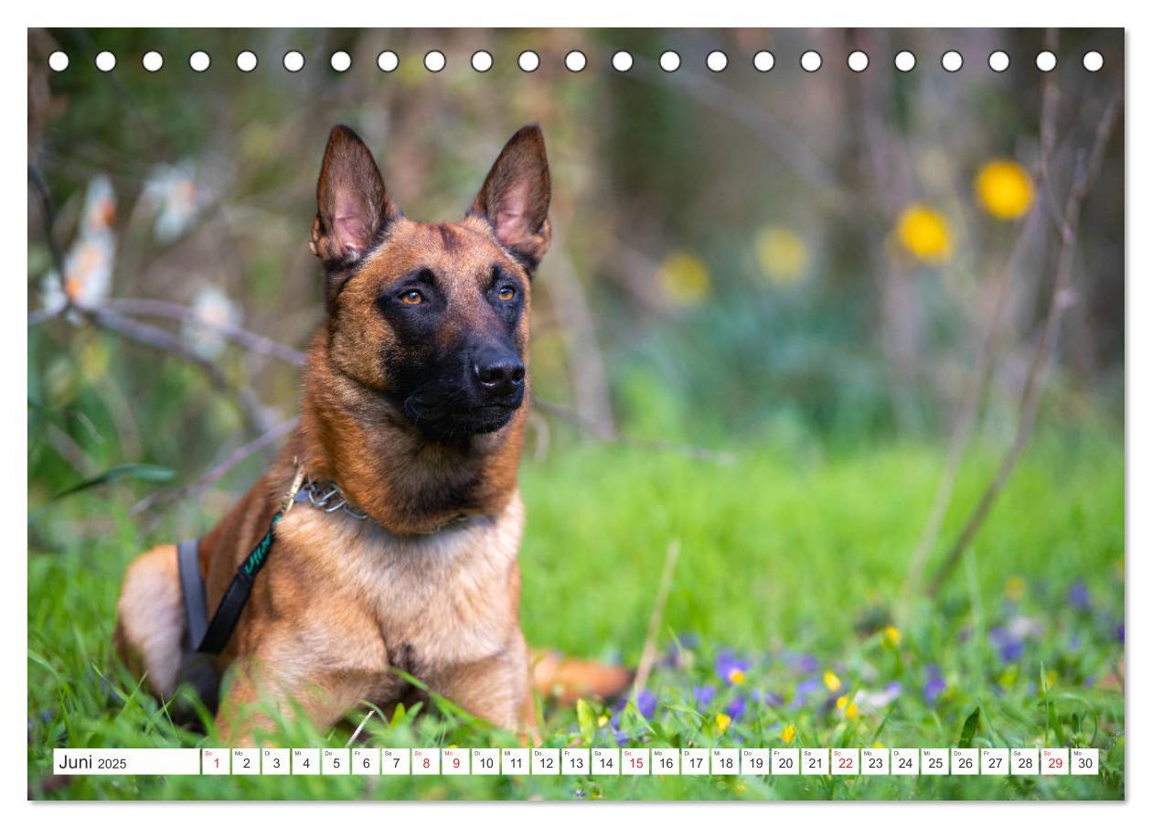 Bild: 9783435144457 | Malinois - belgischer Schäferhund (Tischkalender 2025 DIN A5 quer),...